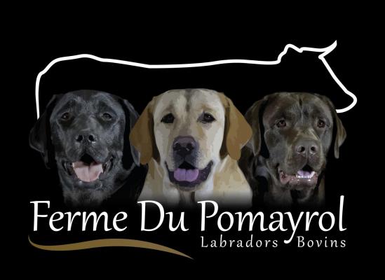 Du Pomayrol, levage de Labrador Retriever