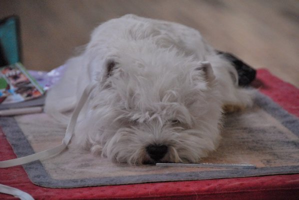 Du Clos Des Galinettes, levage de West Highland White Terrier