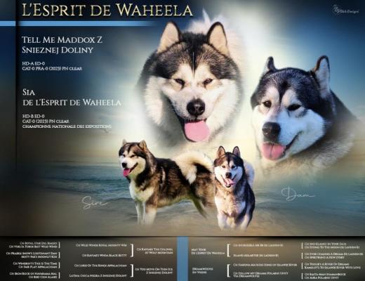 De L'esprit De Waheela, levage de Malamute De L'alaska