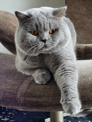 A Cat Powers, levage de British Shorthair