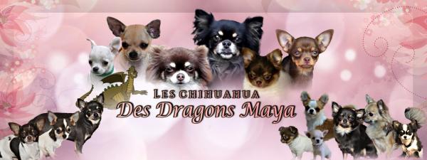 Dragons Maya, levage de Chihuahua  Poil Court