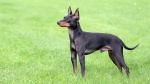 Standard de race English Toy Terrier, Black And Tan