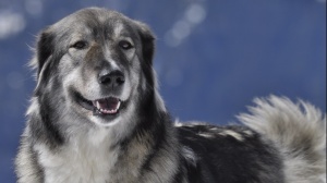 Acheter un chien Carpathian shepherd adulte ou retrait d'levage