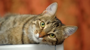 Acheter un chat European shorthair adulte ou retrait d'levage