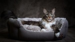 chatons Maine Coon  rserver