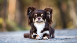 Chihuahua  poil long : Origine, Description, Prix, Sant, Entretien, Education
