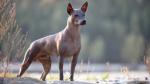 Acheter un chien Xoloitzcuintle taille miniature adulte ou retrait d'levage