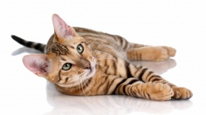 Male toyger