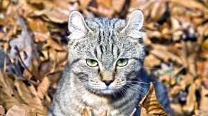Acheter un chat Highland lynx adulte ou retrait d'levage