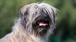 Acheter un chien Berger des pyrenes  poil long adulte ou retrait d'levage