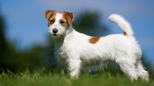 Les Niglots Du Gard, levage de Jack Russell Terrier