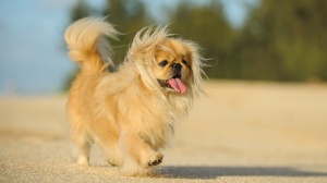 Acheter un chien Pekingese adulte ou retrait d'levage