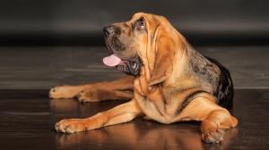 Adopter un chiot Bloodhound