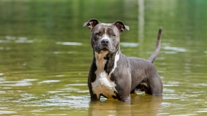 Chiot femelle american staffordshire terrier