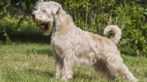Annonces de reproducteurs de race Irish soft coated wheaten terrier