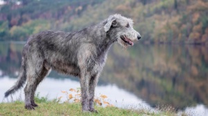 Annonces de reproducteurs de race Irish wolfhound