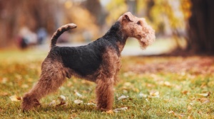 Welsh terrier : Origine, Description, Prix, Sant, Entretien, Education