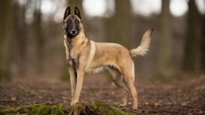 Elevage Canin Du Domaine Des Loups Legendaires, levage de Berger Belge Malinois