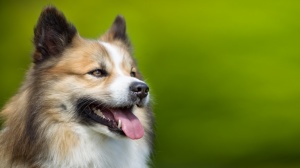 Acheter un chien Icelandic sheepdog adulte ou retrait d'levage
