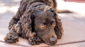 Adopter un chiot American water spaniel