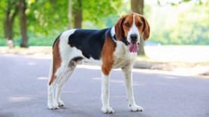 Elevages d'American foxhound